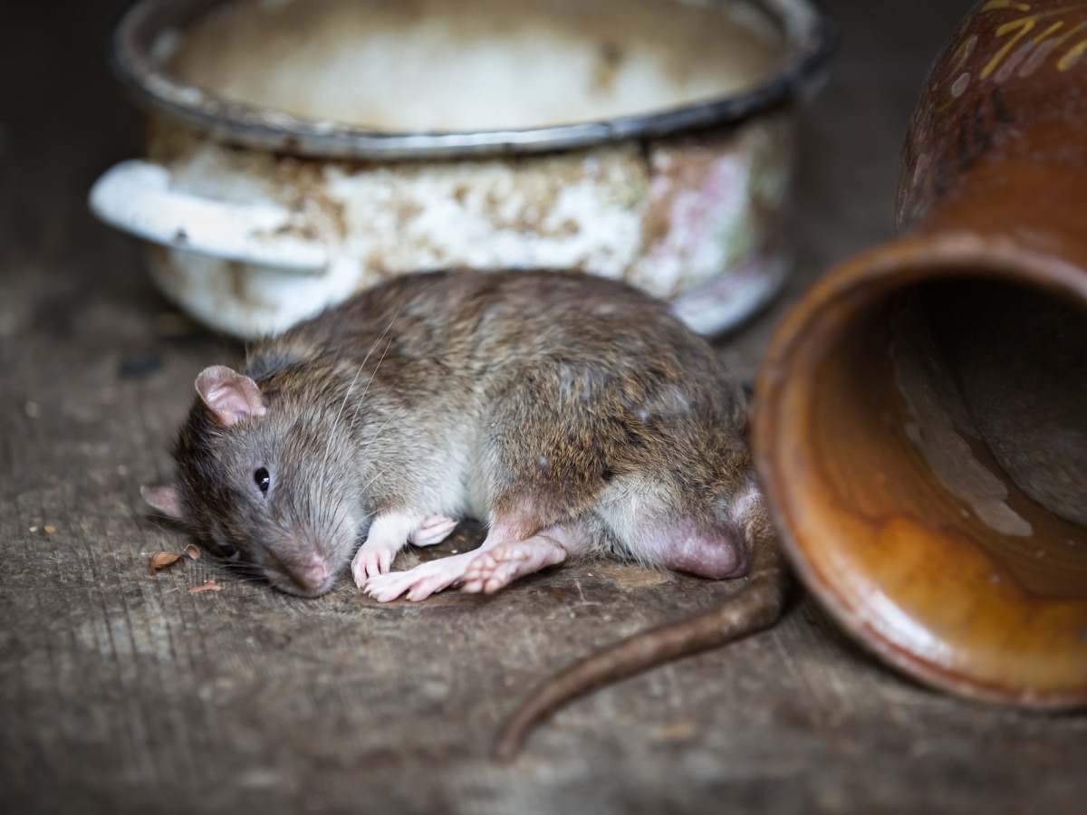 The Great Rat Eradication of New Zealand 2020 using Genome editing